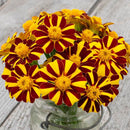 Marigold Pinwheel Seeds