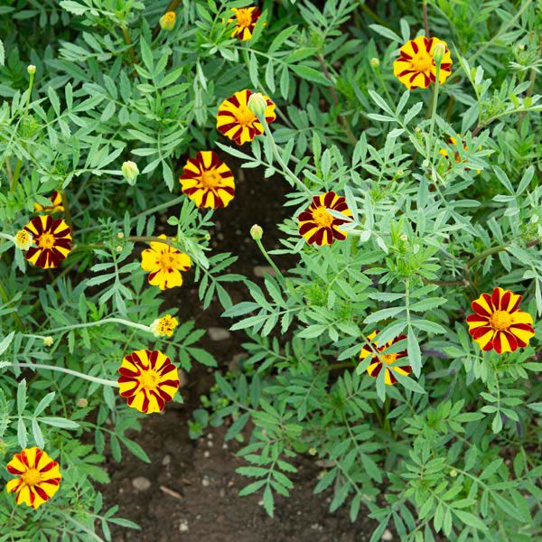 pinwheel flower seeds Marigold Pinwheel Seeds