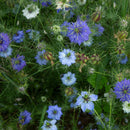 Nigella Seeds