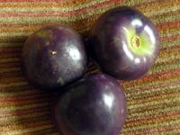 SESE: Purple Tomatillo Seeds