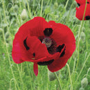 Pierrot Poppy Seeds