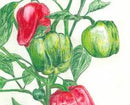 SESE: Pepper: California Wonder Seeds