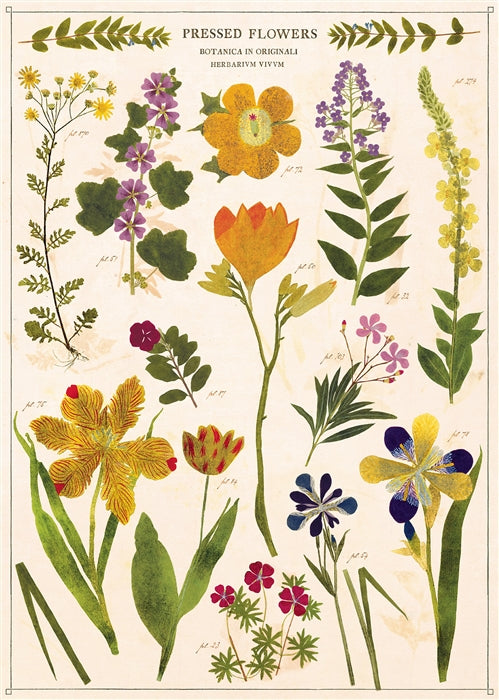 Cavallini Poster: Pressed Flowers
