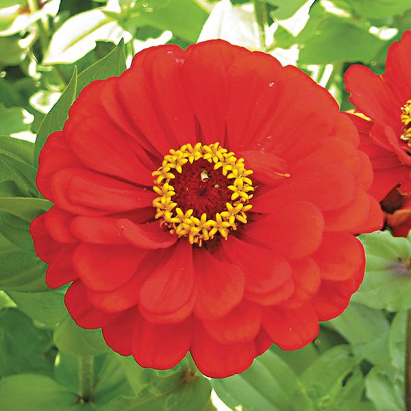 Red Scarlet Zinnia Seeds
