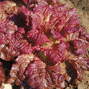 HM: Lettuce: Outredgeous Seeds