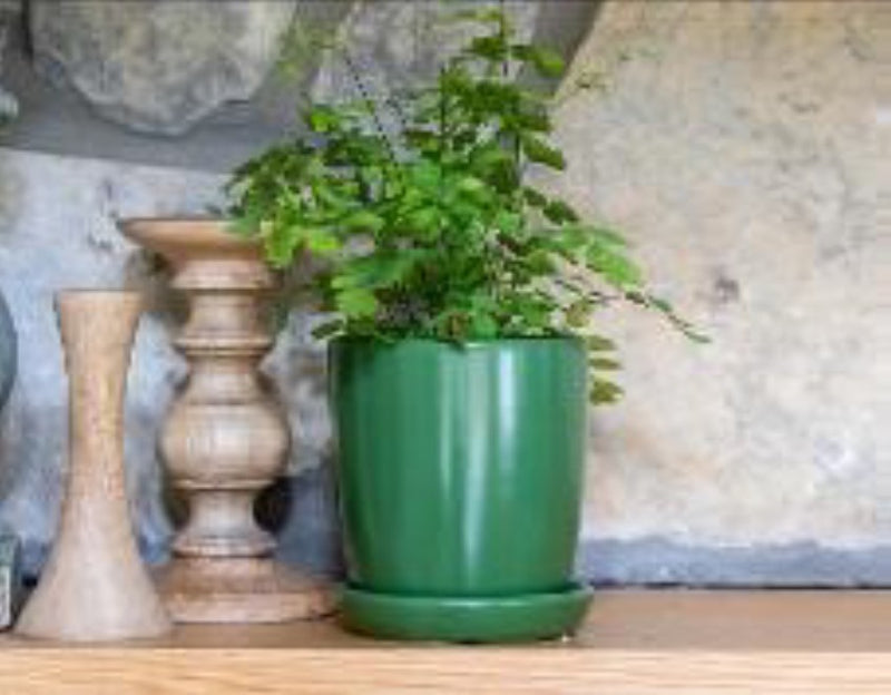 Matte Green Bell Pot with Saucer - 4.75x4.75 in