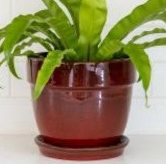 Standard Glazed Pot with Saucer-Red-5.75x5 in