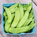 Peas: Oregon Sugar Pod Snow Pea Seeds