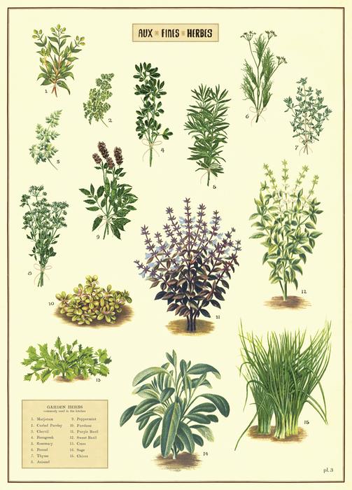 Cavallini Poster: Kitchen Herbs