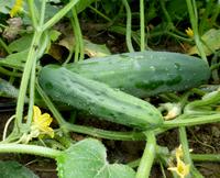 SESE: Cucumber: Marketmore 76 Seeds
