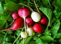 Radish: Easter Egg Mix Seeds