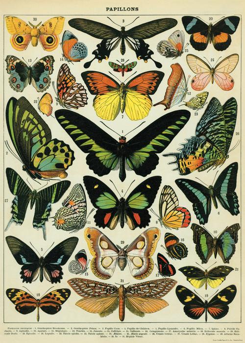 Cavallini Poster: Butterflies