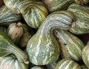 Squash: Green: Striped Cushaw Seeds