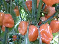SESE: Pepper: Habanero Seeds