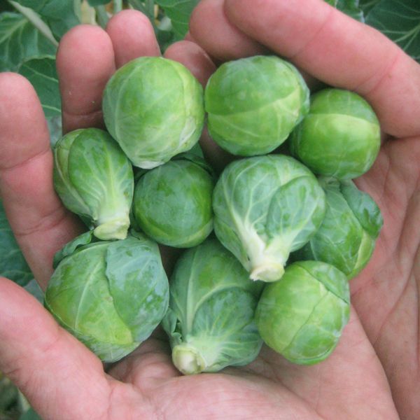 HM: Brussels Sprouts: Dagan F1 Seeds