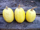 SESE: Squash: Spaghetti Squash Seeds