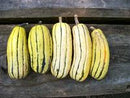 SESE: Squash: Delicata Zeppelin Seeds