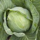 Cabbage: Golden Acre Seeds