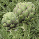 HM: Artichoke: Tavor Seeds