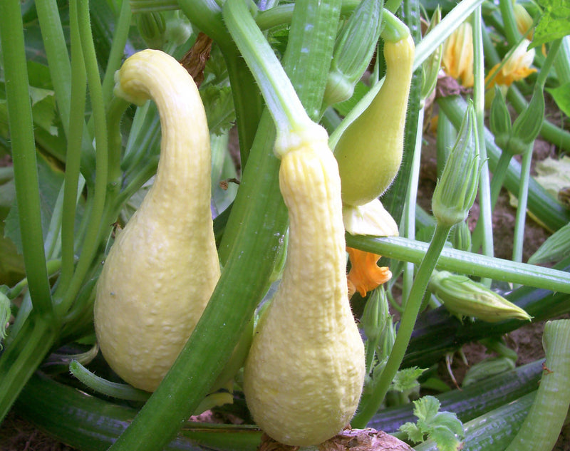 SESE: Squash: Yellow Crookneck Seeds