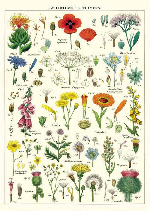 Cavallini Poster: Wildflowers