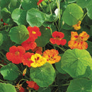 Nasturtium Dwarf Jewel Blend Seeds