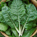Swiss Chard: Fordhook Giant Seeds