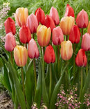 Darwin Hybrid 'Impression Mix' - Bag of 10 Bulbs