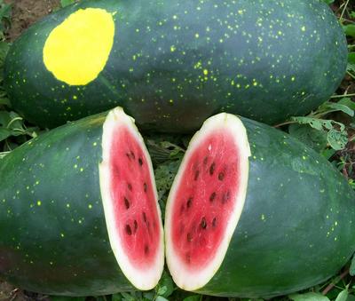 SESE: Melon: Amish Moon and Stars Seeds