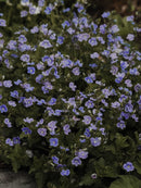 J&B: Germander-4.5 in