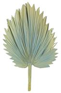 Fan Palm Frond-23in