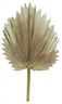 Fan Palm Frond-23in