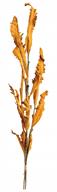 Dried Acanthus Bundle-45in