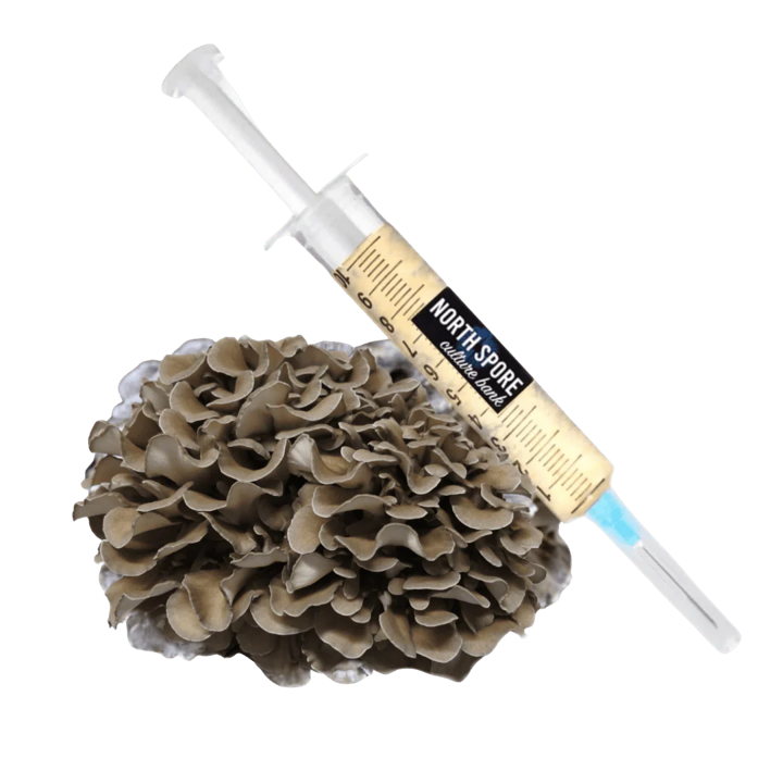 Hen of Woods Liquid Culture Syringe