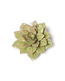Ceramic Florals Greens
