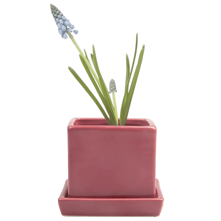 Cube & Saucer - Raspberry - 3 inch