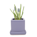 Cube & Saucer - Periwinkle - 3"