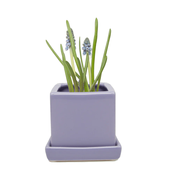 Cube & Saucer - Periwinkle - 3"