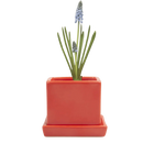 Cube & Saucer - Tomato - 3"