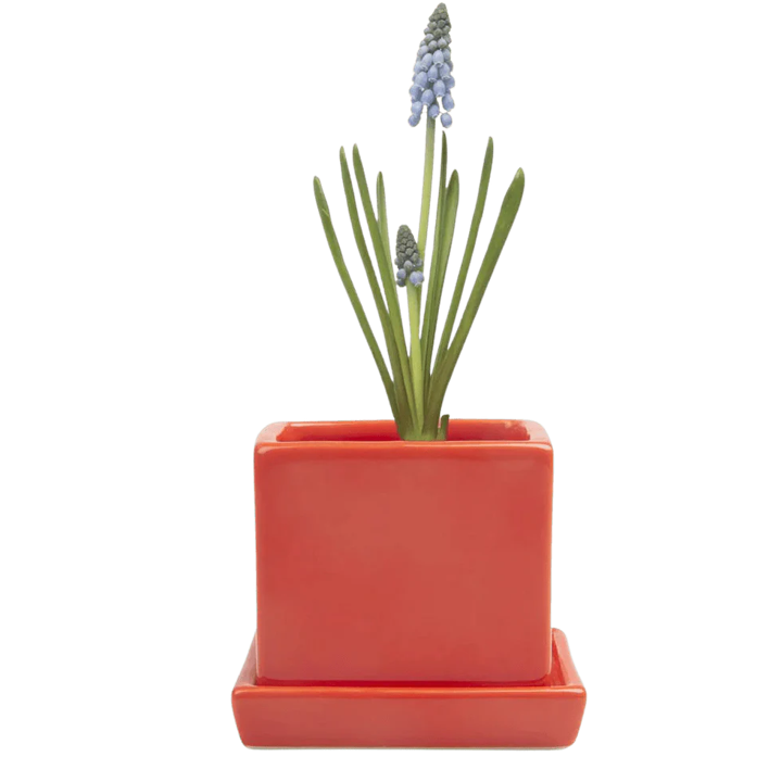 Cube & Saucer - Tomato - 3"