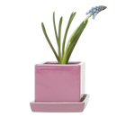 Cube & Saucer - Pink - 3"