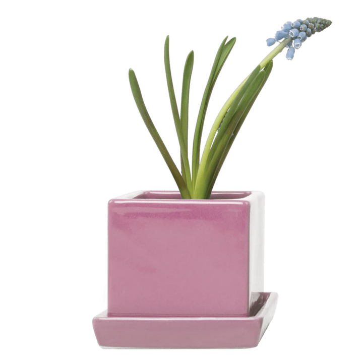 Cube & Saucer - Pink - 3"