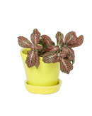 Tika Planter with Saucer - Green Sheen - 3"