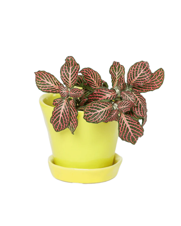 Tika Planter with Saucer - Green Sheen - 3"