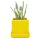 Cube & Saucer-Yellow-3 inch