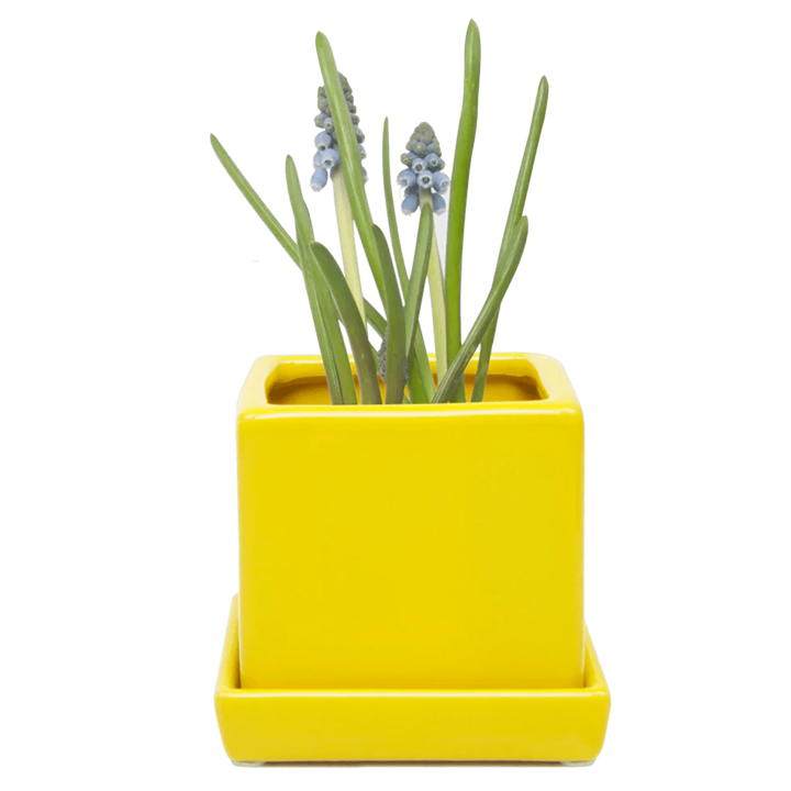 Cube & Saucer-Yellow-3 inch