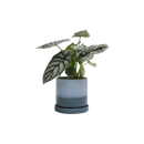 Big Minute Pot with Saucer - Blue Aqua - 5"