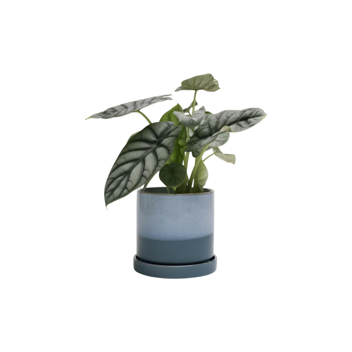 Big Minute Pot with Saucer - Blue Aqua - 5"