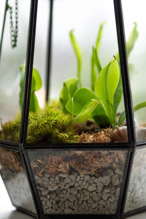 Glass Terrarium Atrium - 6in