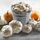 Garlic Single Bulb - Purple